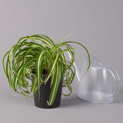 Grünlilie 'Bonnie' mit Keramiktopf Dallas anthrazit, Topf-Ø 12 cm, 3er-Set