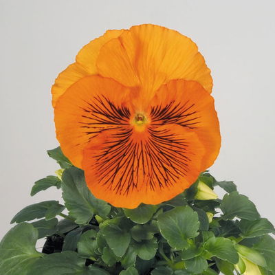 Stiefmütterchen Cats®, Farben zufällig, Topf-Ø 13 cm, 6 Pflanzen Stiefmütterchen Cats®, Farben zufällig, Topf-Ø 13 cm, 6 Pflanzen