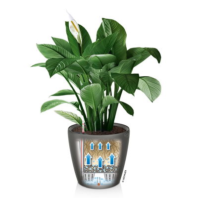 Lechuza 'Classico LS 35', schwarz, ca. Ø 36 x H 32,5 cm