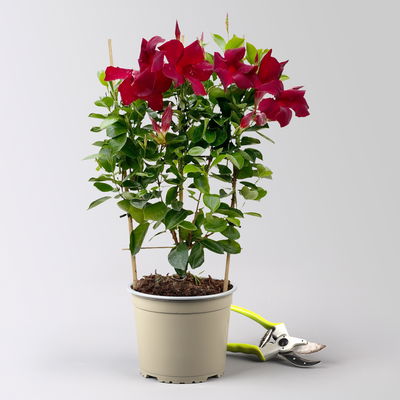 Dipladenie, dunkelrot, Spalier, Topf-Ø 17 cm, Höhe ca. 50 cm, 2 Pflanzen