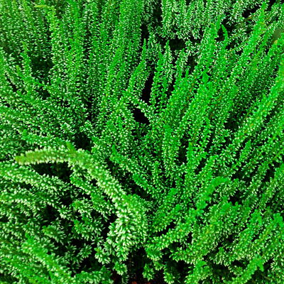 Knospenheide'Picasso', grün gefärbt, Topf-Ø 12 cm, 6 Pflanzen Knospenheide'Picasso', grün gefärbt, Topf-Ø 12 cm, 6 Pflanzen