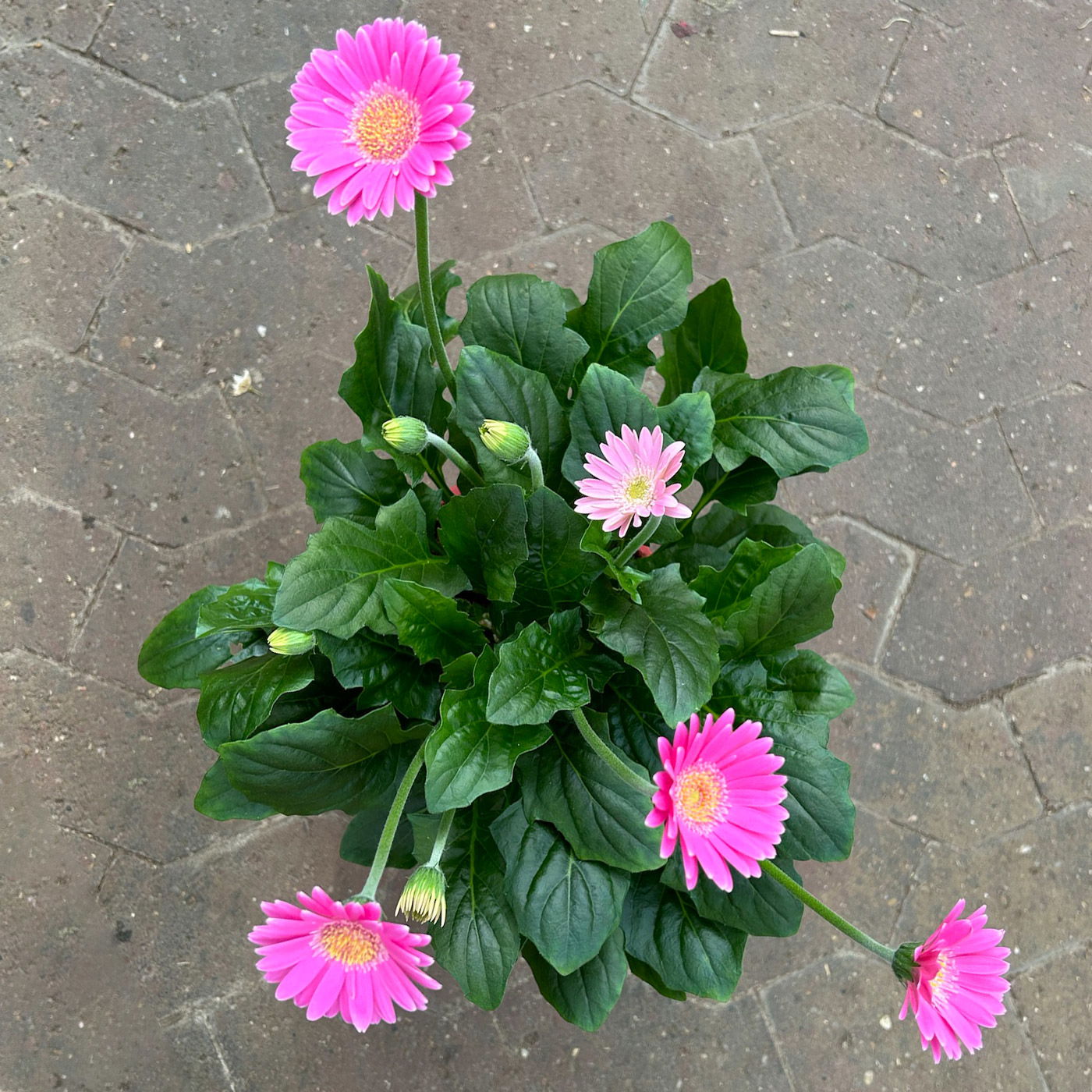 Gerbera 'Garvinea® Rosa', Topf-Ø 19 cm