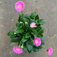 Gerbera 'Garvinea® Rosa', Topf-Ø 19 cm