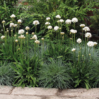 Grasnelke 'Ballerina White' weiß, Topf 11x11 cm, 3 Pflanzen