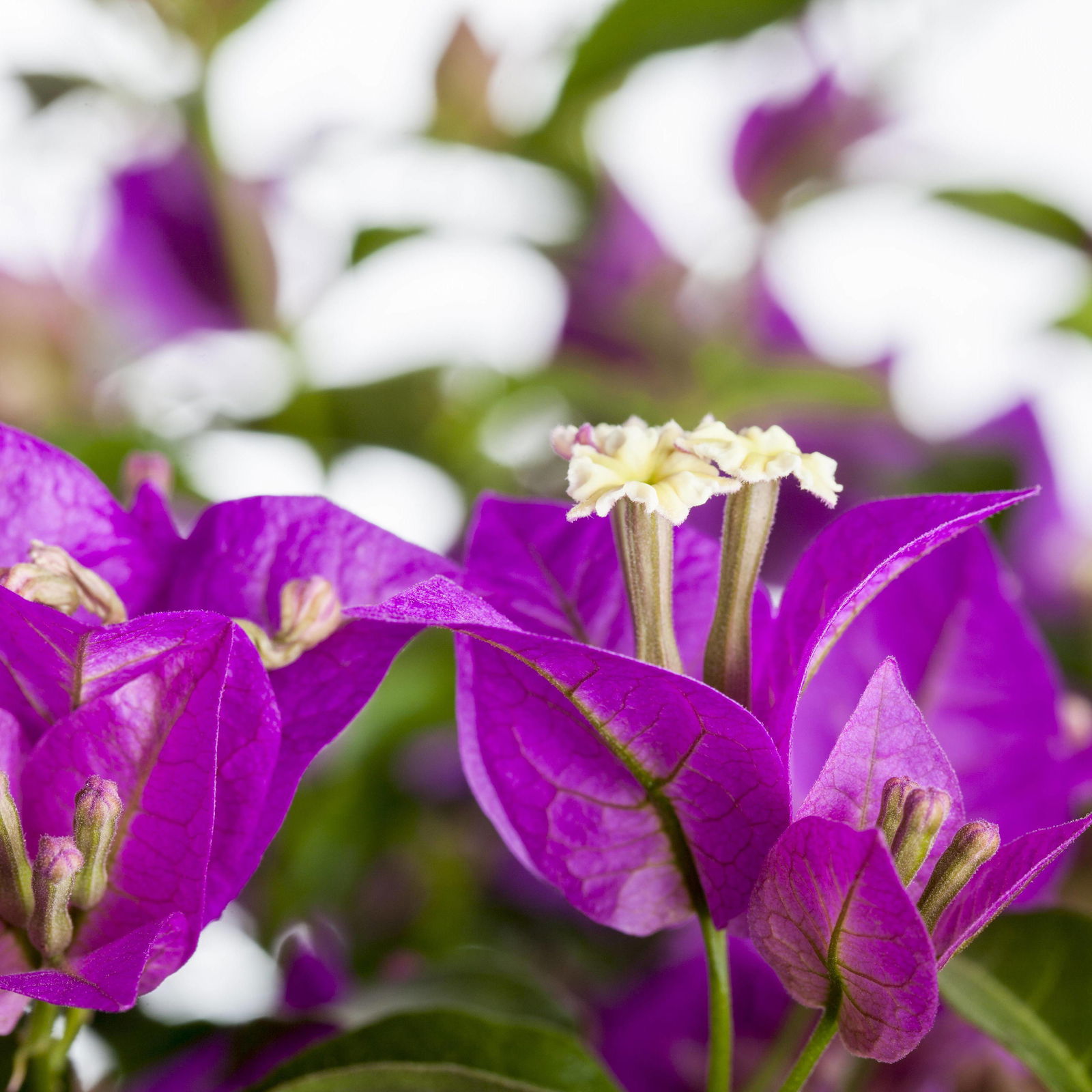 Bougainvillea, Spalier, Topf-Ø 14 cm, Höhe ca. 35 cm