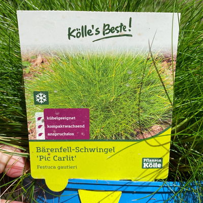 Bärenfellgras 'Pic Carlit', grün, Topf 3 Liter Bärenfellgras 'Pic Carlit', grün, Topf 3 Liter