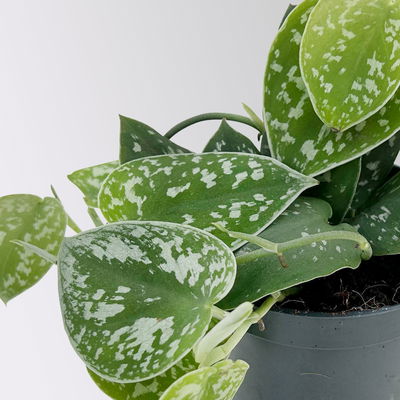 Gefleckte Efeutute 'Argyraeus', Topf-Ø 12 cm, 3 Pflanzen