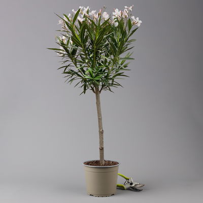 Oleander, Farbe zufällig, Stamm, Topf-Ø 18 cm, Höhe ca. 70