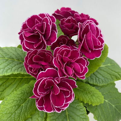 Primel 'PomPom', violett, Topf-Ø 12 cm, 6 Pflanzen