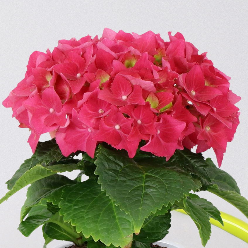 Hortensie 'Hot Red' rot, 1-Trieber, Topf-Ø 8,5 cm, Höhe: 15 cm, 3er-Set