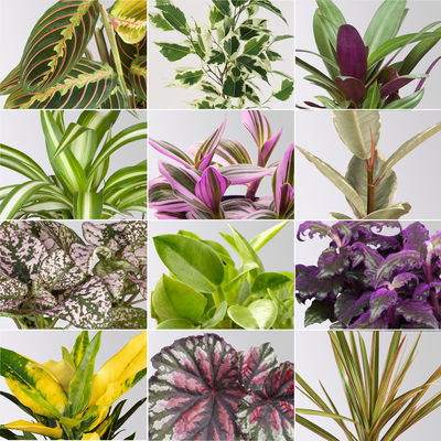 Grünpflanzenset für Grüne Wand, bunter Mix, Topf-Ø 8,5 cm, 12 Pflanzen