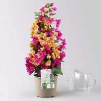 Bougainvillea, Pyramide Duo, Farben zufällig, Topf-Ø 19 cm, Höhe ca. 60-70 cm