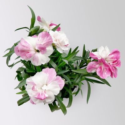 Dianthus 'Pink & Proud®' Mini weiß-pik, Topf-Ø 7 cm, 12 Pflanzen