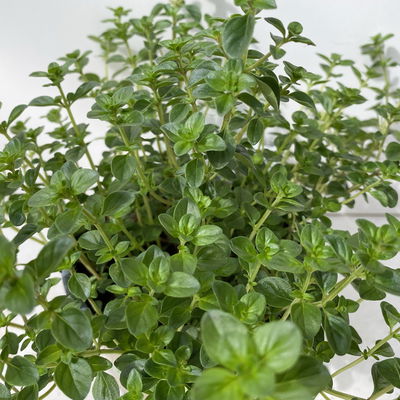 Bio Taborthymian, Topf-Ø 12cm Bio Taborthymian, Topf-Ø 12cm