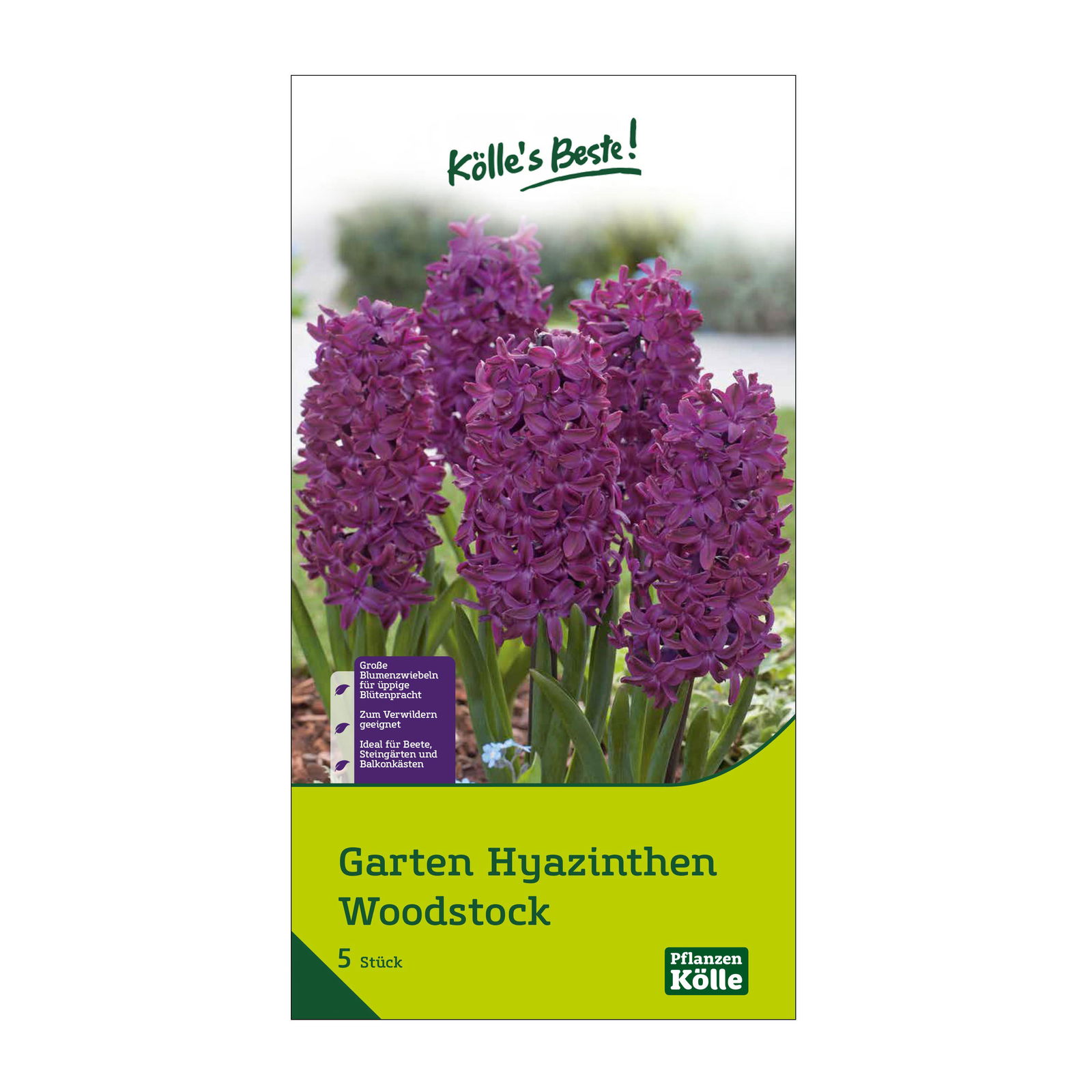 Garten-Hyazinthen 'Woodstock', rot, 5 Blumenzwiebeln