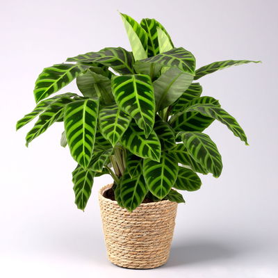 Korbmarante, Goeppertia zebrina mit Dekokorb Osaka, Topf-Ø 19 cm, Höhe ca. 65 cm Korbmarante, Goeppertia zebrina mit Dekokorb Osaka, Topf-Ø 19 cm, Höhe ca. 65 cm