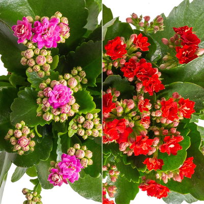 Kalanchoe 'Calandiva'®, rot&violett, Topf-Ø 12 cm, Höhe ca. 20-30 cm, 6er-Set