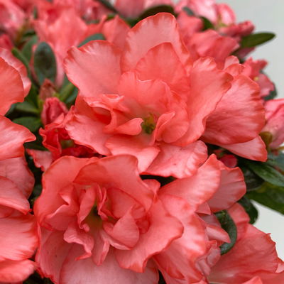 Azalee Hortinno® 'Christine Magic', lachs, Topf-Ø 13 cm, H.ca. 25cm, 3 Pflanzen Azalee Hortinno® 'Christine Magic', lachs, Topf-Ø 13 cm, H.ca. 25cm, 3 Pflanzen