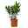 Oleander, Farben zufällig, Busch, Topf-Ø 15 cm, Höhe ca. 40 cm, 2er-Set
