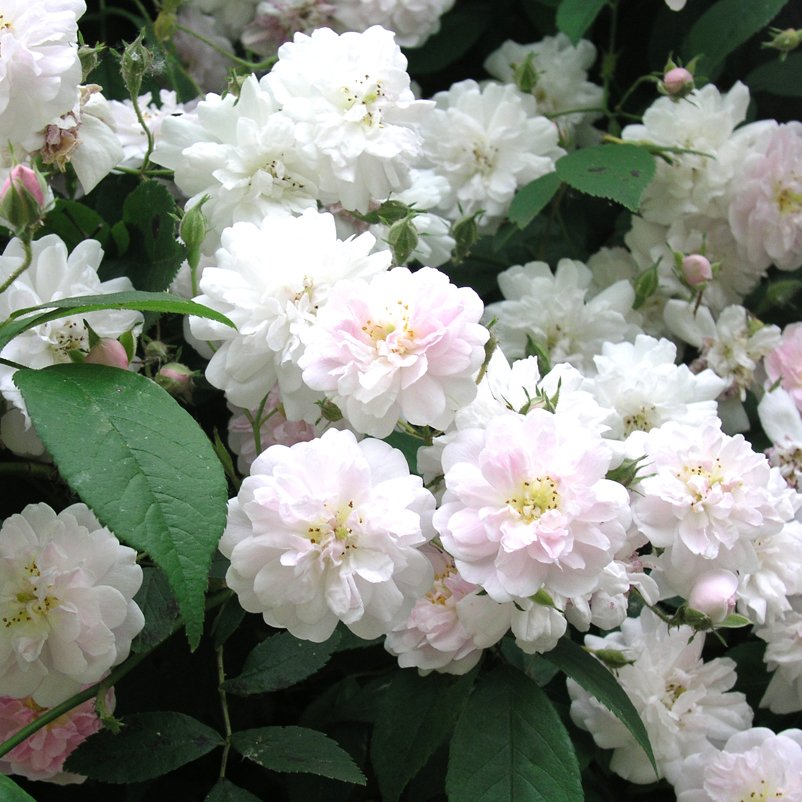 Ramblerrose 'Paul's Himalayan Musk', rosa-weiß, Topf 5 Liter