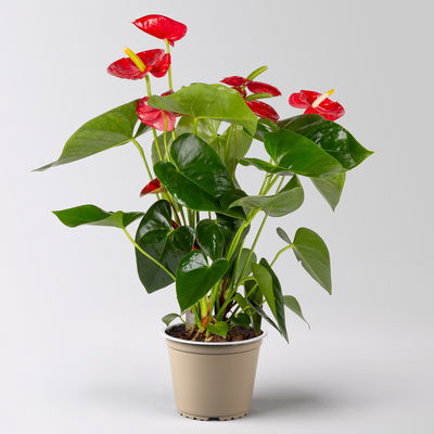 Flamingoblume, 'Royal Red Champion', rot, Topf-Ø 14 cm, Höhe ca. 50 cm Flamingoblume, 'Royal Red Champion', rot, Topf-Ø 14 cm, Höhe ca. 50 cm