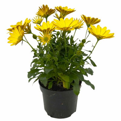 Kapkörbchen gelb, Topf-Ø 12 cm, 6er-Set