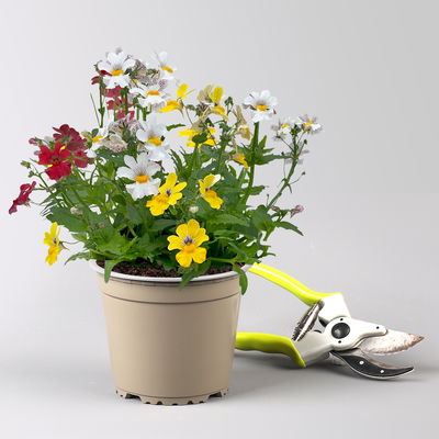 Nemesie 'Trio', 3-farbig, Topf-Ø 13 cm, 6 Pflanzen