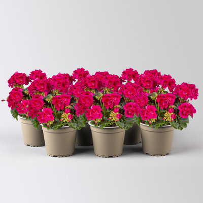 Geranie, dunkelpink, stehend, Topf-Ø 13 cm, 6 Pflanzen Geranie, dunkelpink, stehend, Topf-Ø 13 cm, 6 Pflanzen