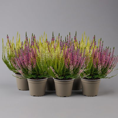 Calluna 'Trio', bunt, Mix nach Verfügbarkeit, Topf-Ø 10,5/11 cm, 6 Pflanzen Calluna 'Trio', bunt, Mix nach Verfügbarkeit, Topf-Ø 10,5/11 cm, 6 Pflanzen