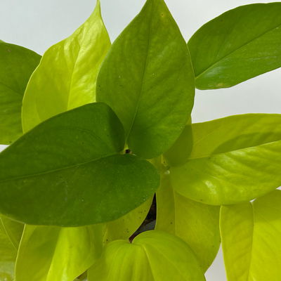 Efeutute 'Lime', gelbgrün, Topf-Ø 12 cm, 3 Pflanzen Efeutute 'Lime', gelbgrün, Topf-Ø 12 cm, 3 Pflanzen