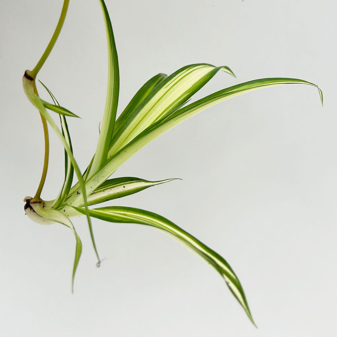Bio Grünlilie 'Hawaiian', Topf-Ø 12 cm, 2 Pflanzen