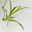 Bio Grünlilie 'Hawaiian', Topf-Ø 12 cm, 2 Pflanzen