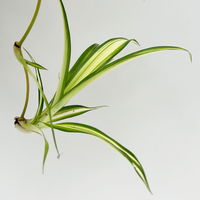Bio Grünlilie 'Hawaiian', Topf-Ø 12 cm, 2 Pflanzen