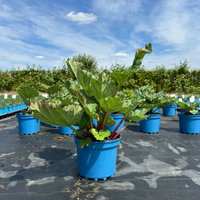 Kölle Bio Rhabarber 'Red Champagne', rosa Fruchtfleisch, Topf 3 l Kölle Bio Rhabarber 'Red Champagne', rosa Fruchtfleisch, Topf 3 l