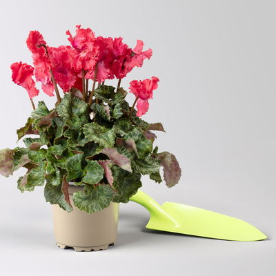 Alpenveilchen 'Merengue Mix' Farben zufällig, Topf-Ø 10,5 cm, 8 Pflanzen Alpenveilchen 'Merengue Mix' Farben zufällig, Topf-Ø 10,5 cm, 8 Pflanzen