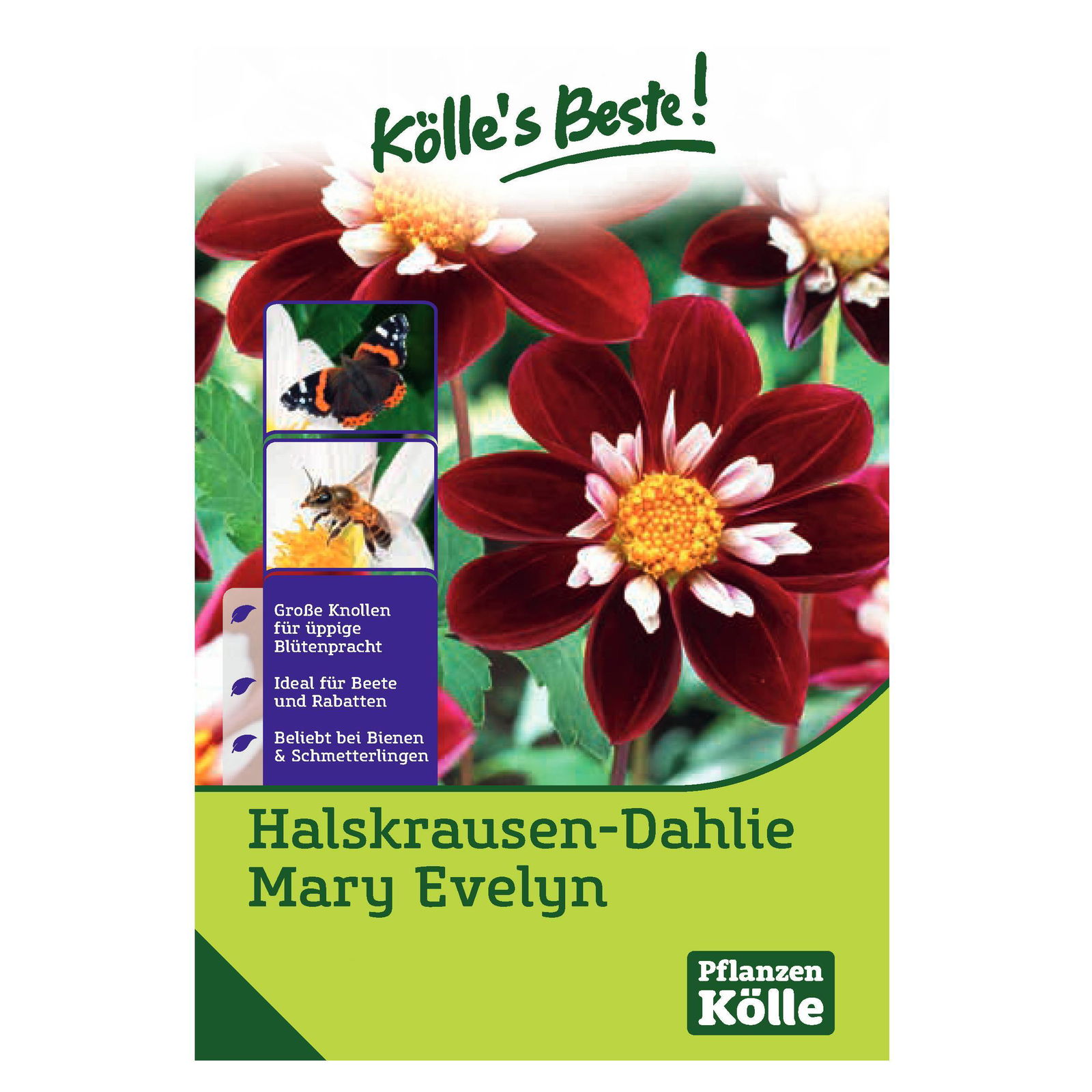 Kölle's Beste Blumenknollen Halskrausen-Dahlie 'Mary Evelyn'