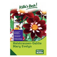 Kölle's Beste Blumenknollen Halskrausen-Dahlie 'Mary Evelyn'