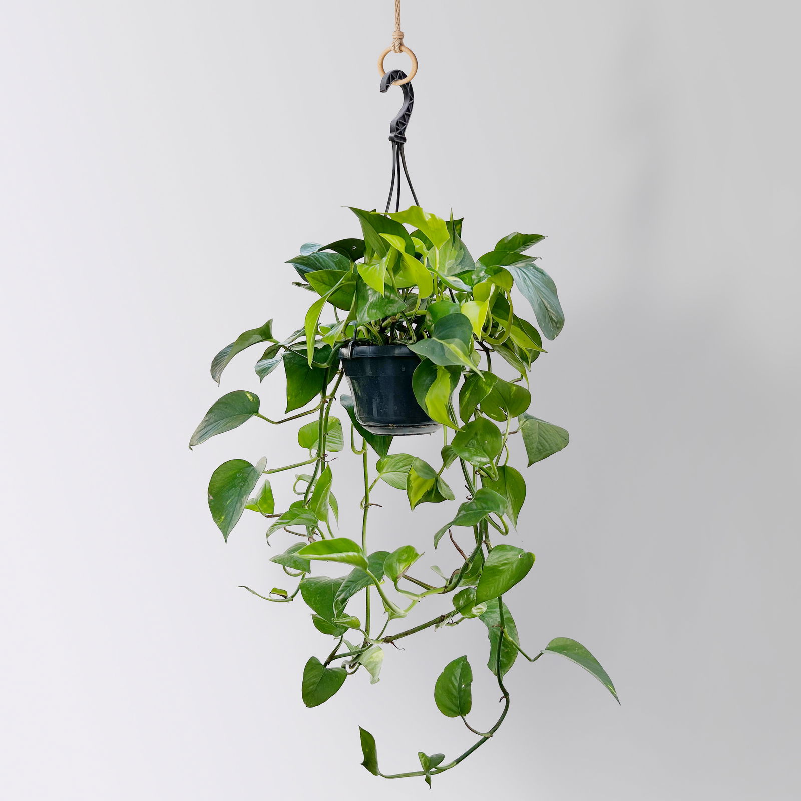 Grünpflanzen-Set Buntes-Trio, Hängeampel-Ø 15 cm, 3 Pflanzen