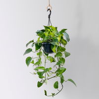 Grünpflanzen-Set Buntes-Trio, Hängeampel-Ø 15 cm, 3 Pflanzen