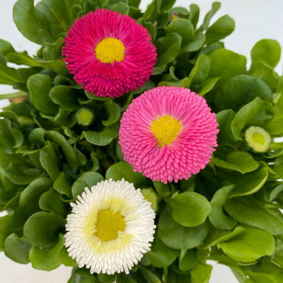 Bellis perennis 'Trio', weiß-rosa-rot, Topf-Ø 13 cm, 6 Pflanzen