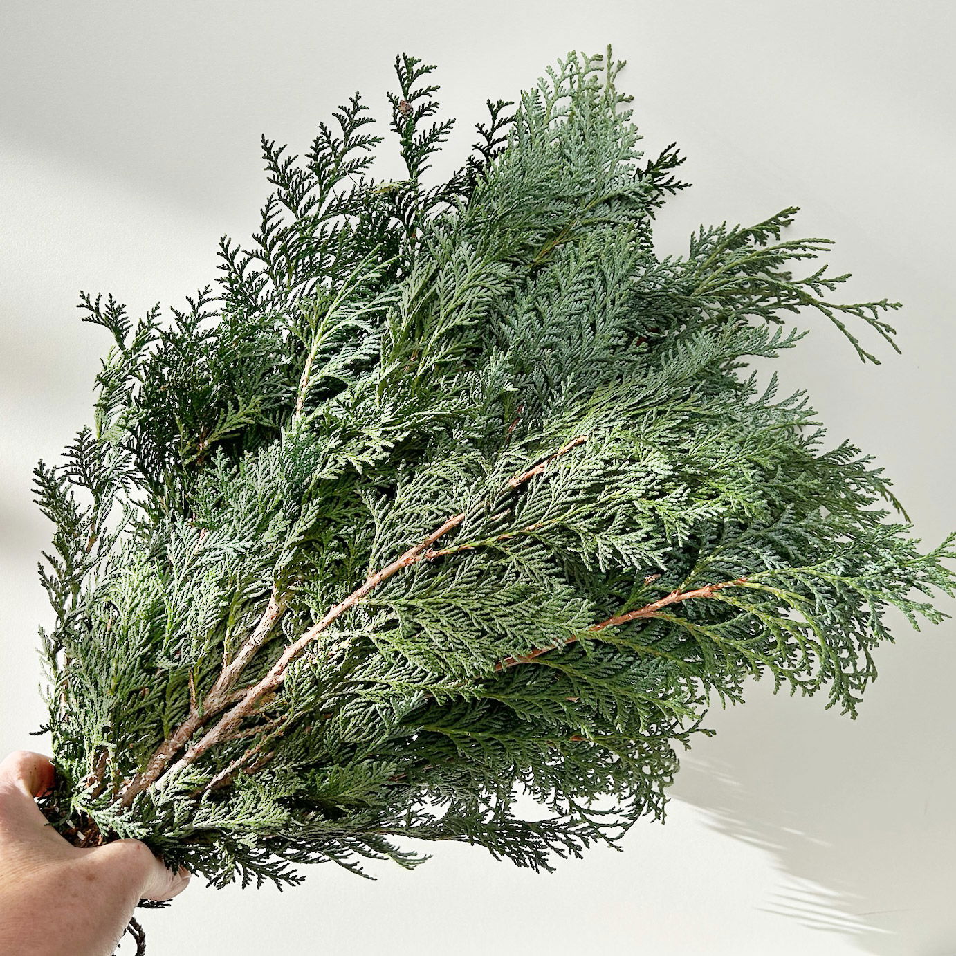 Scheinzypresse 'Glauca' im Handbund, blaugrün, 3 Bund Scheinzypresse 'Glauca' im Handbund, blaugrün, 3 Bund