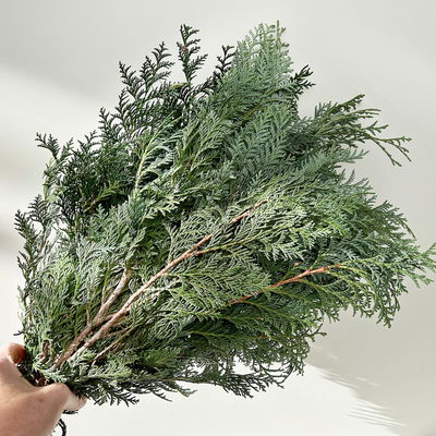 Scheinzypresse 'Glauca' im Handbund, blaugrün, 3 Bund Scheinzypresse 'Glauca' im Handbund, blaugrün, 3 Bund