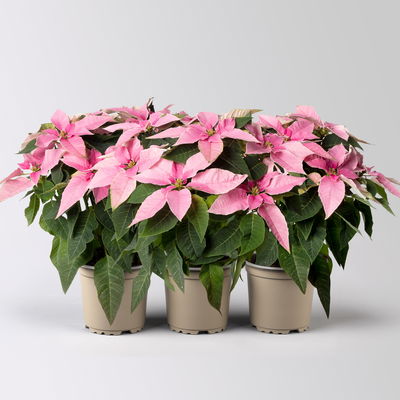 Bio Herbsttern, Euphorbia 'Princettia®', hellrosa, Topf-Ø 12 cm, 3 Pflanzen