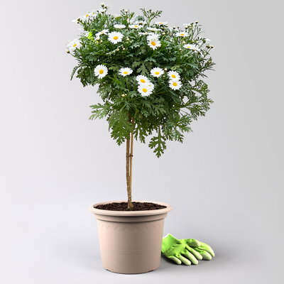 Margerite 'Bofinger', weiß, Stamm, Topf-Ø 24 cm