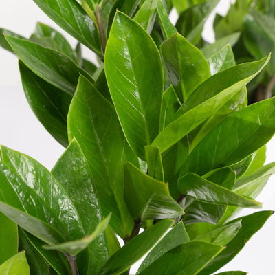 Glücksfeder in Übertopf Vibes gelb, Topf-Ø 12 cm, Höhe ca. 40 cm