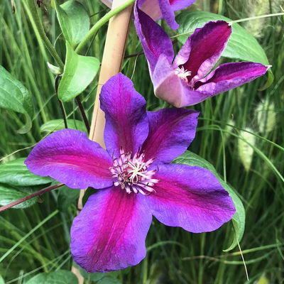 Kölle Clematis 'Mrs. N. Thompson', 2 Liter Topf, 60-80 cm Kölle Clematis 'Mrs. N. Thompson', 2 Liter Topf, 60-80 cm