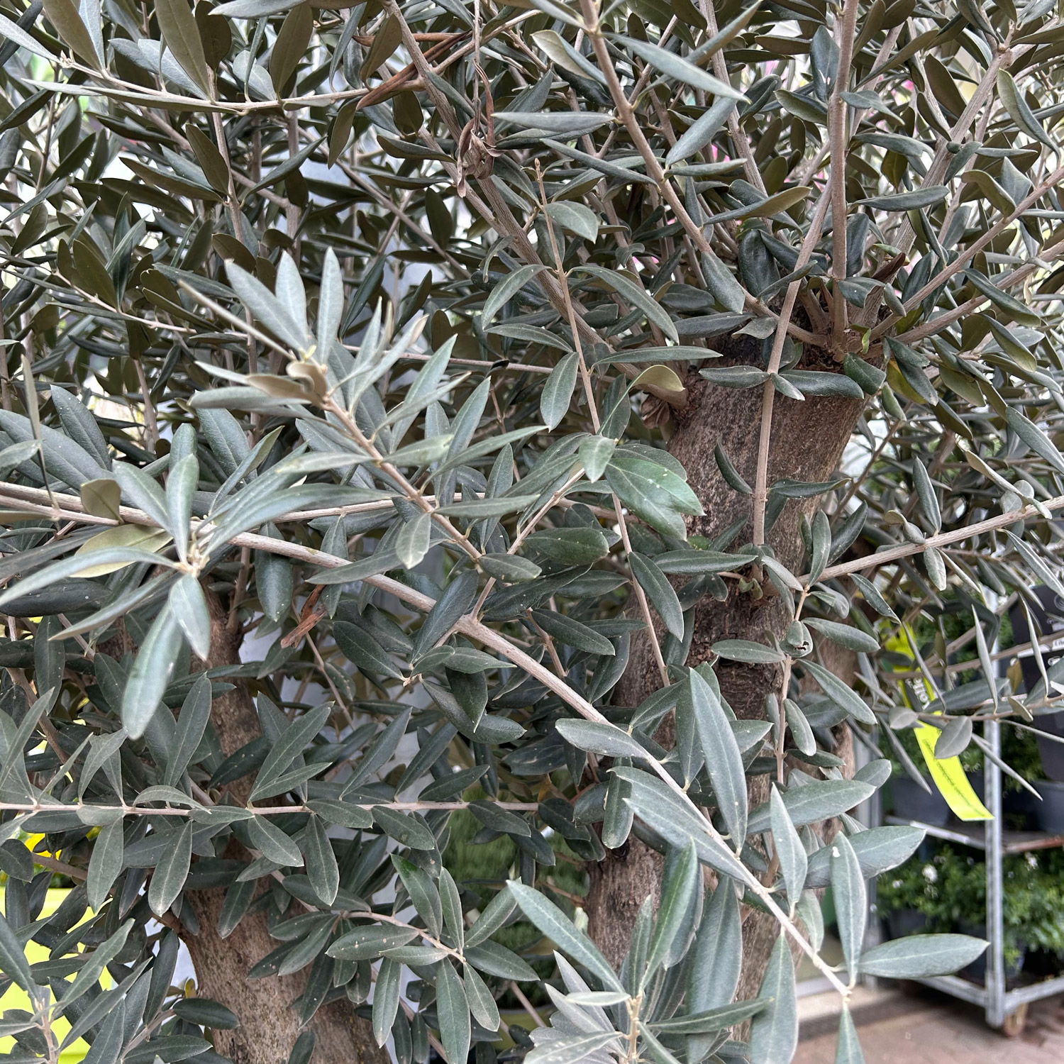 Olivenbaum, Stamm, Topf-Ø ca. 50-60 cm