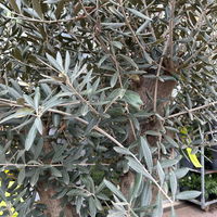 Olivenbaum, Stamm, Topf-Ø ca. 50-60 cm