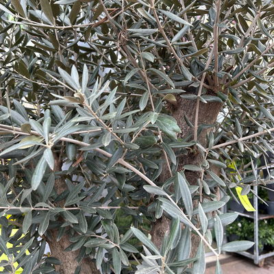 Olivenbaum, Stamm, Topf-Ø ca. 50-60 cm