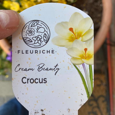 Wild Krokus 'Cream Beauty', hellgelb bis cremeweiß, Topf-Ø 10,5 cm, 6 Pflanzen